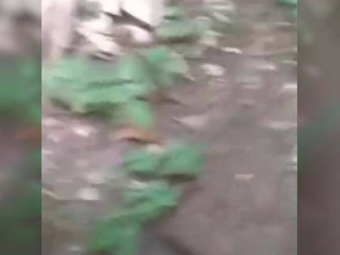 Jolie joggeuse se fait baiser dans les bois